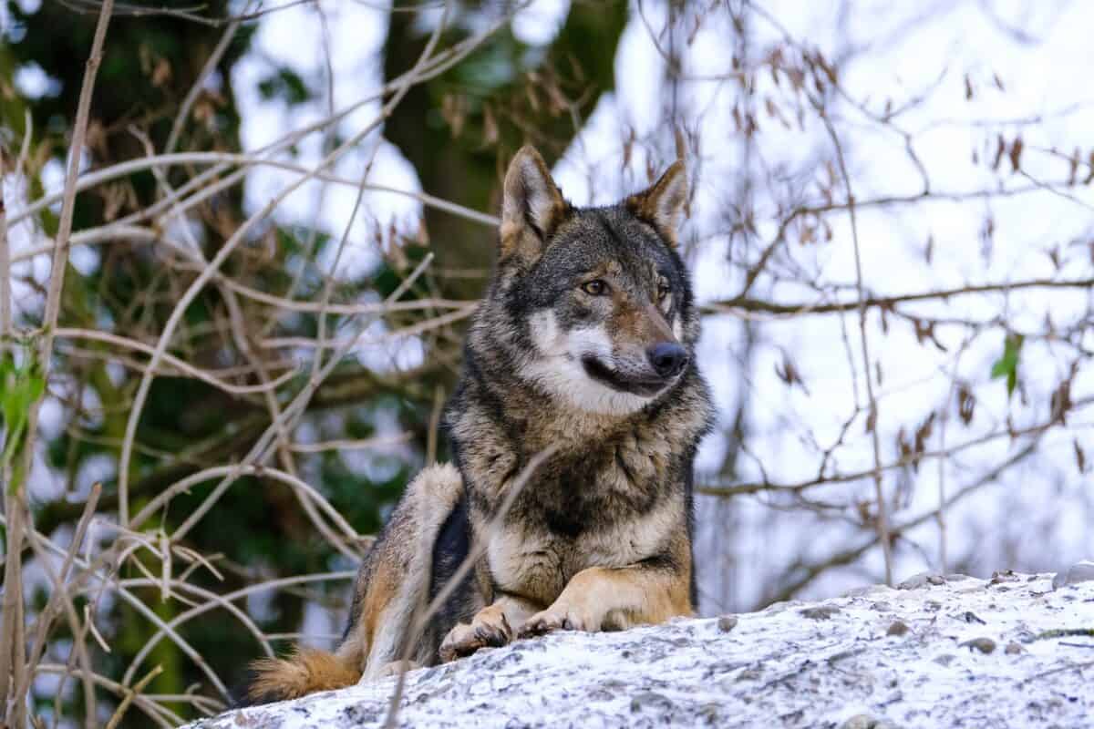 Romania's Carpathian Mountains - Europe's Last Wilderness
