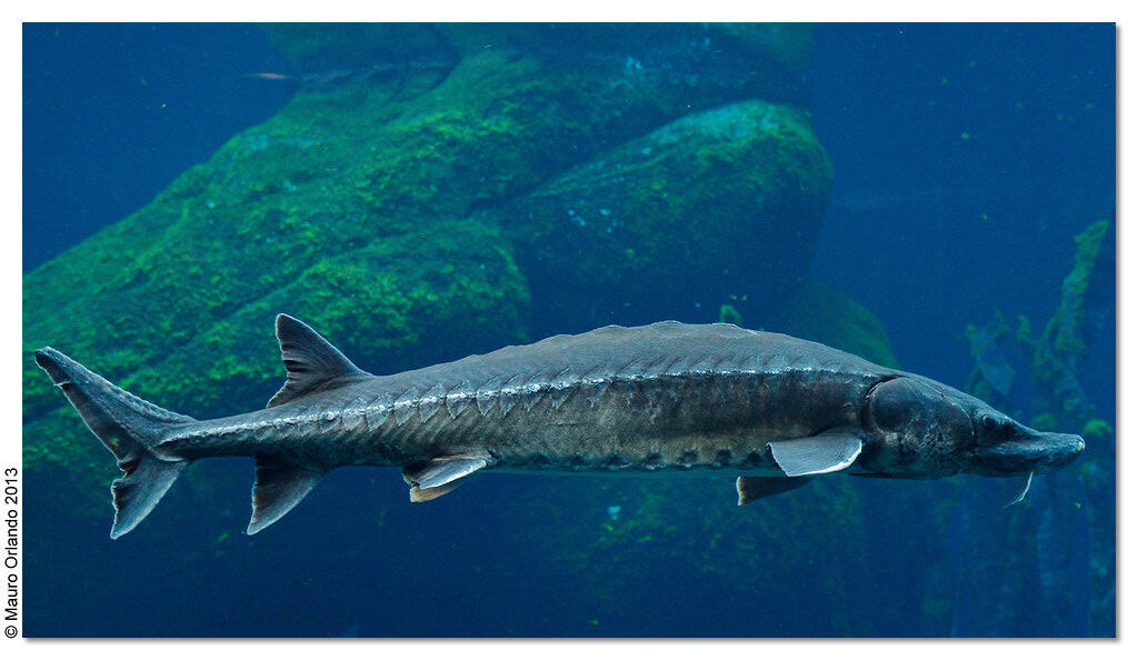 Atlantic sturgeon. Image via Openverse.