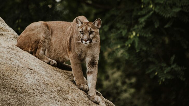 The Mammals That Call the Grand Canyon Home