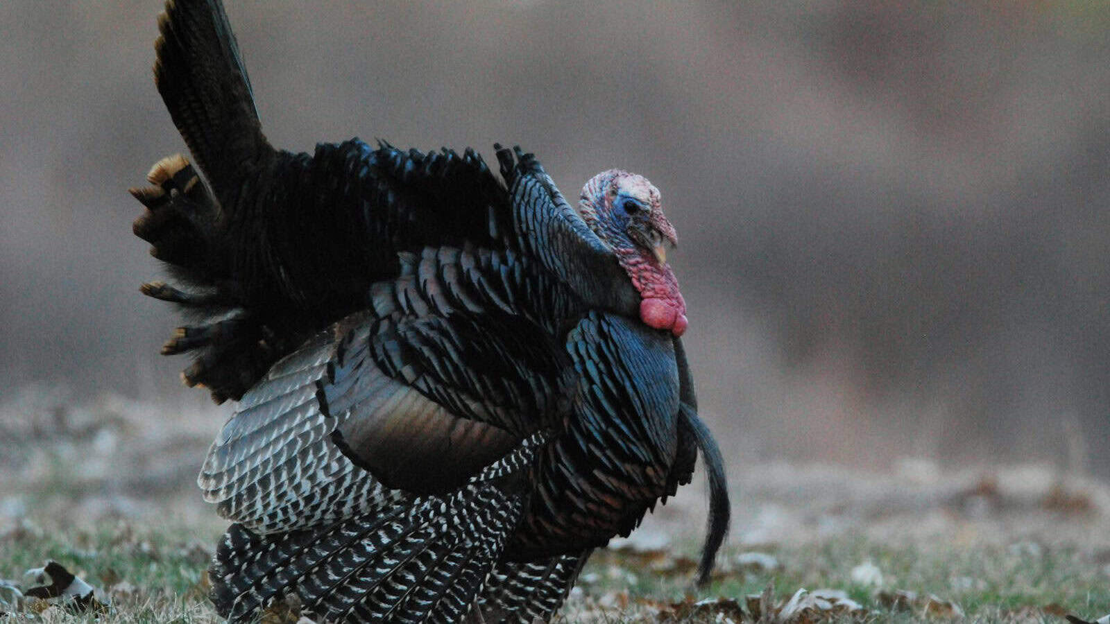 a close up of a turkey on the ground