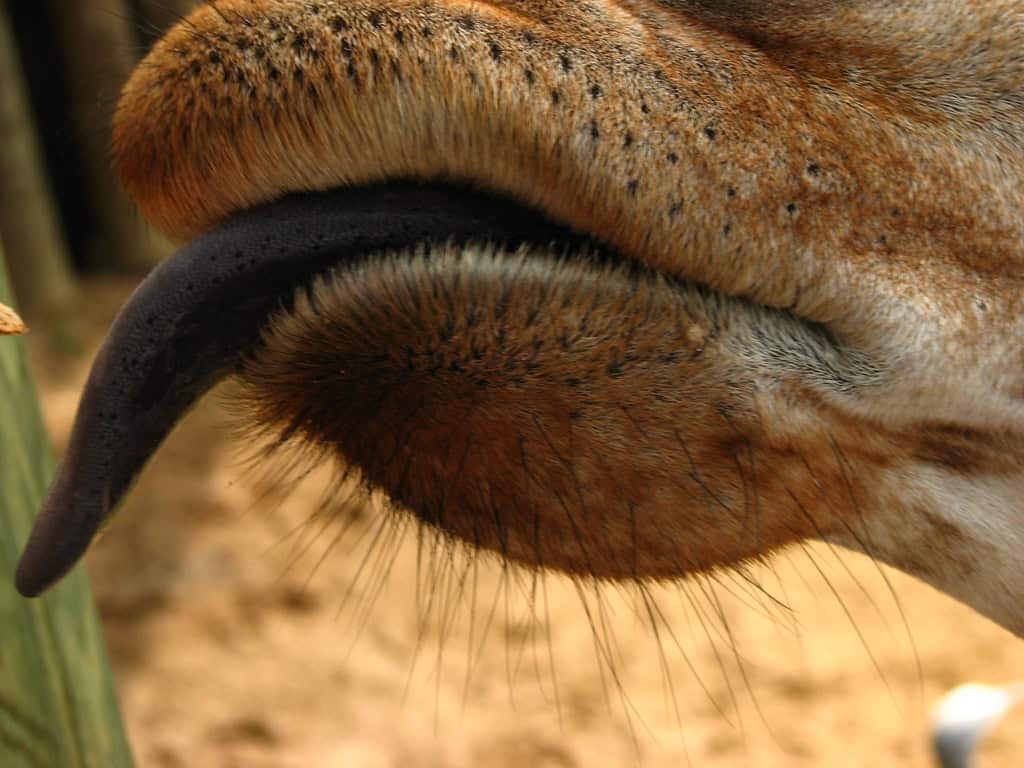 Giraffe tongue