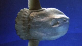 Sunfish
