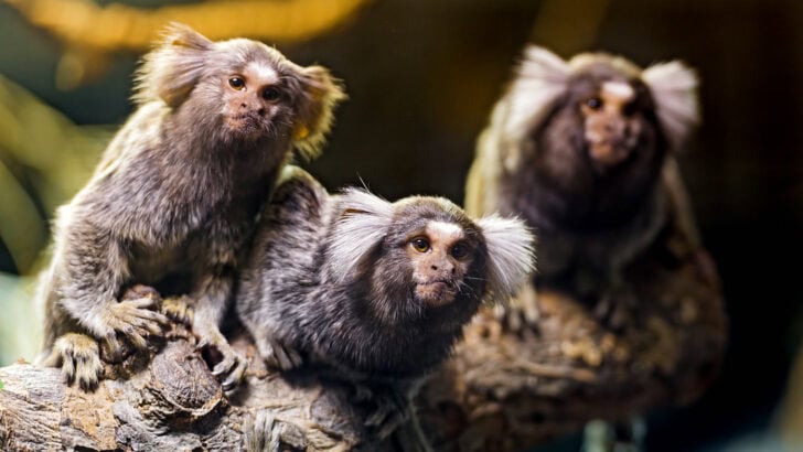 From Howls to Melodies: The Soundtrack of the Animal Kingdom