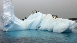 Emperor Penguin