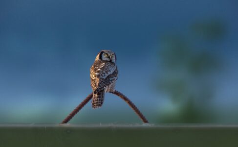 The Reason Owls Can Rotate Their Heads Nearly 270 Degrees