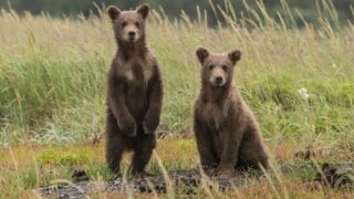 two gray bears in green lawn grasses