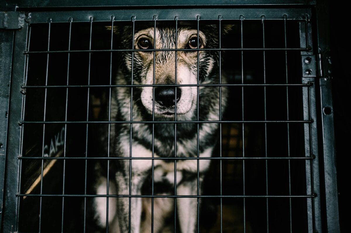 Why Adopting a Shelter Pet Saves More Than One Life (Featured Image)