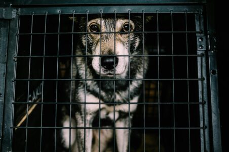 Why Adopting a Shelter Pet Saves More Than One Life