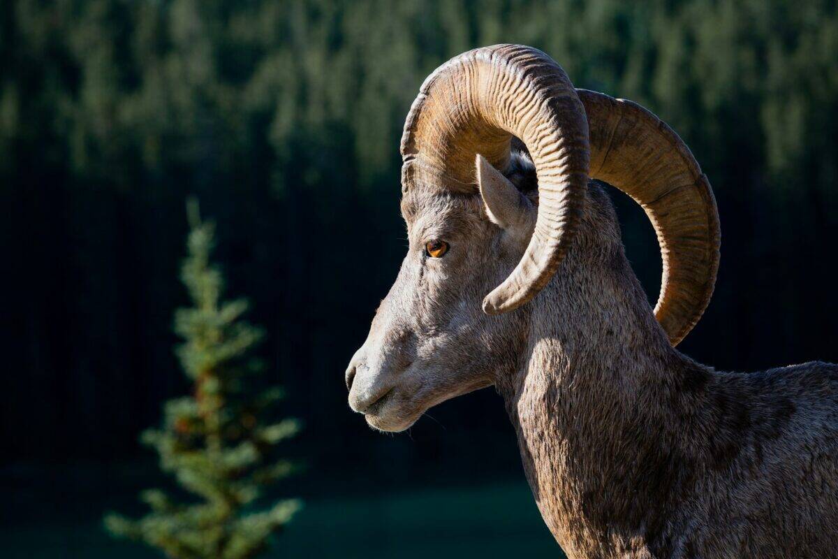 Bighorn Sheep: Masters of Vertical Terrain