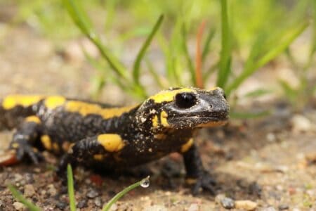 How Salamanders Regrow Tails&mdash;and More