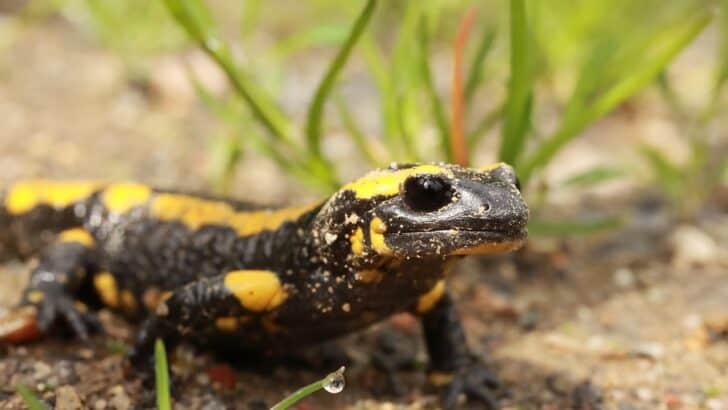 How Salamanders Regrow Tails—and More