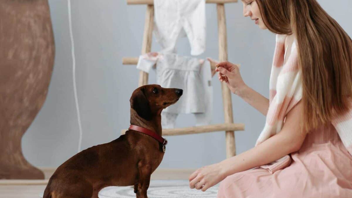 A woman trains a dachshund indoors using treats in a cozy room setting.
