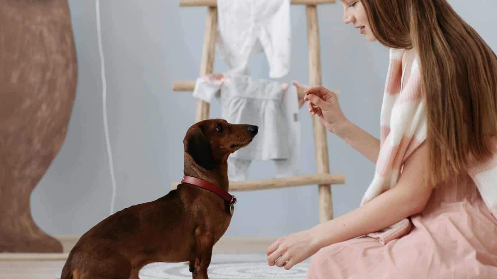 A woman trains a dachshund indoors using treats in a cozy room setting.