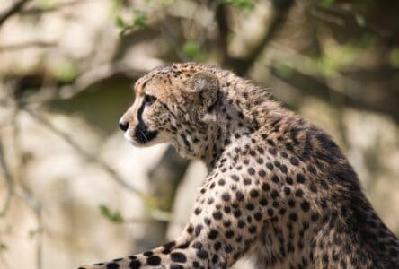 Cheetahs Are Actually More Closely Related to House Cats Than Lions