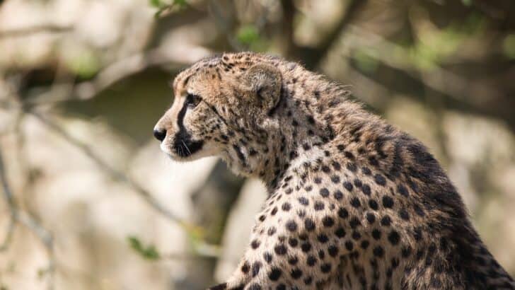 Cheetahs Are Actually More Closely Related to House Cats Than Lions