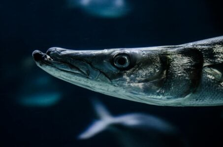 Finding Nemo&rsquo;s Villains: Are Barracudas Really That Dangerous?