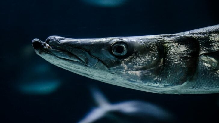 Finding Nemo’s Villains: Are Barracudas Really That Dangerous?
