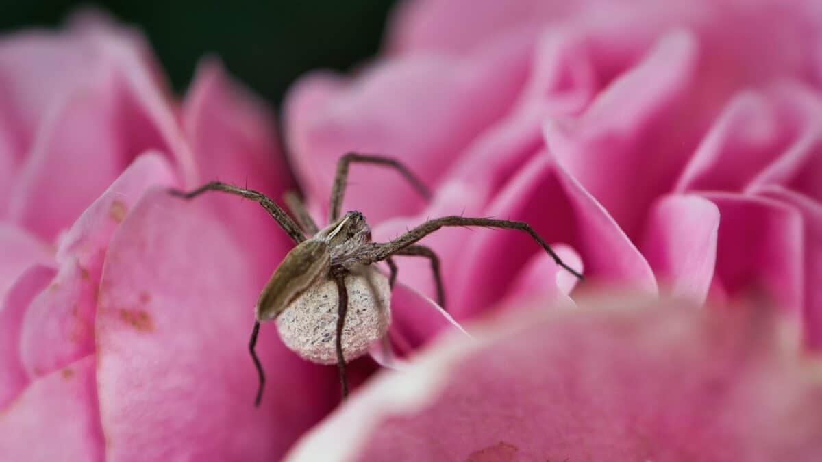 spider, beautiful flowers, predatory spider, flower wallpaper, nature, cocoon, insect, pink flowers, flower, entomology, close up, macro, flower background, cunning spider, egg cocoon
