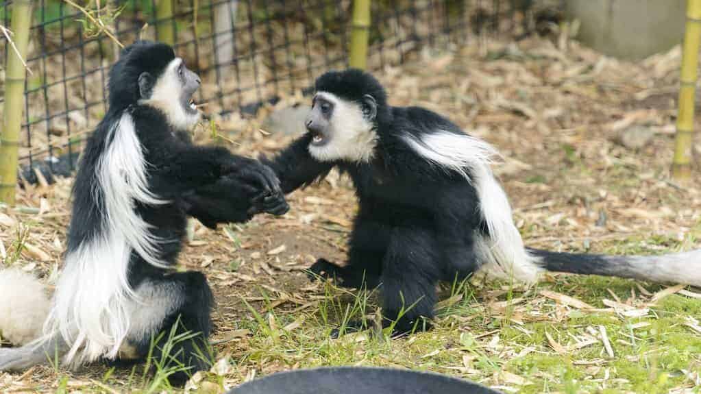 Monkeys playing