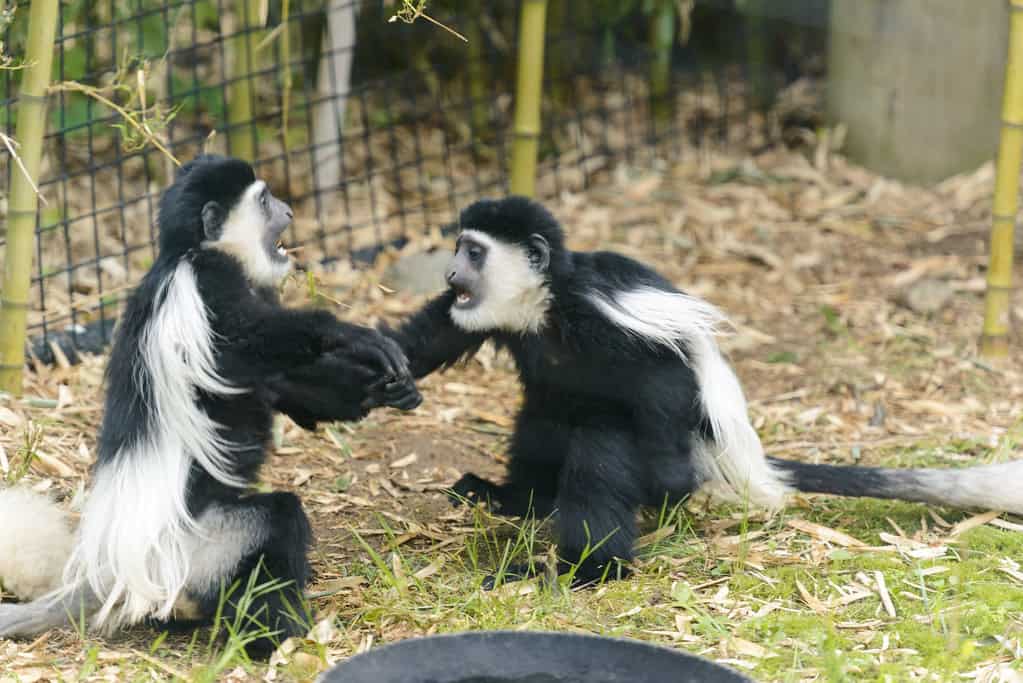 Monkeys playing