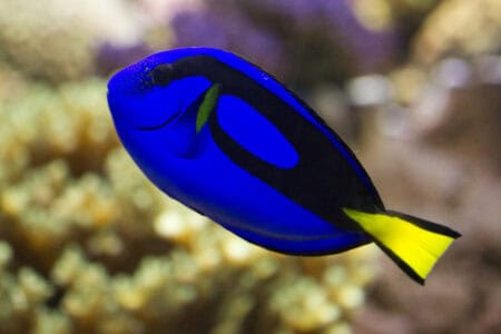 Are Dory Fish Actually Forgetful? The Science Behind Blue Tangs