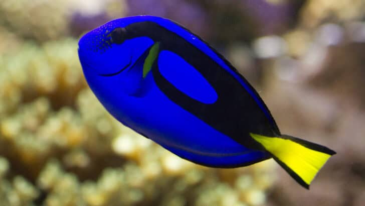 Are Dory Fish Actually Forgetful? The Science Behind Blue Tangs