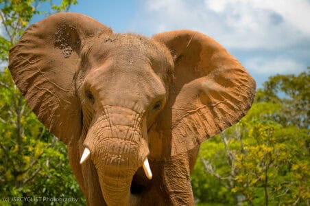 Why African and Asian Elephants Have Different Ears and Behaviors