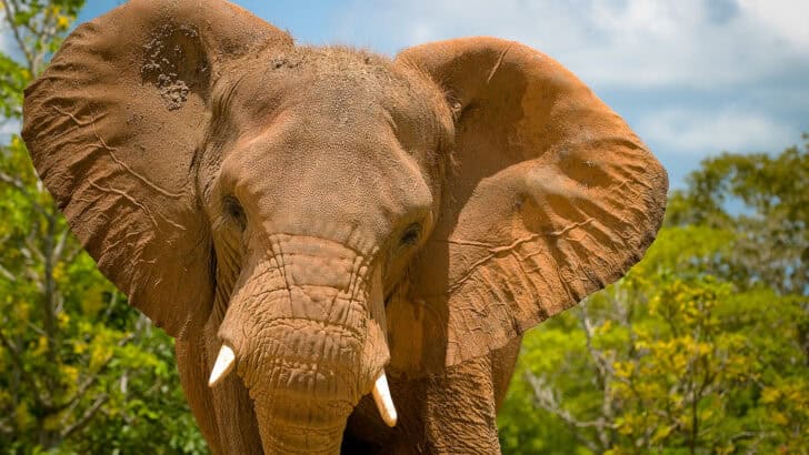 Why African and Asian Elephants Have Different Ears and Behaviors