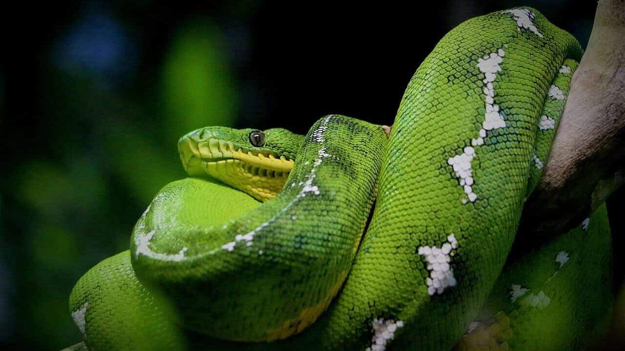 snake, reptile, nature, python, boa, anaconda, green, venom, jungle, dangerous, tongue, animal, snake, snake, snake, snake, anaconda, anaconda, anaconda, anaconda, anaconda, jungle
