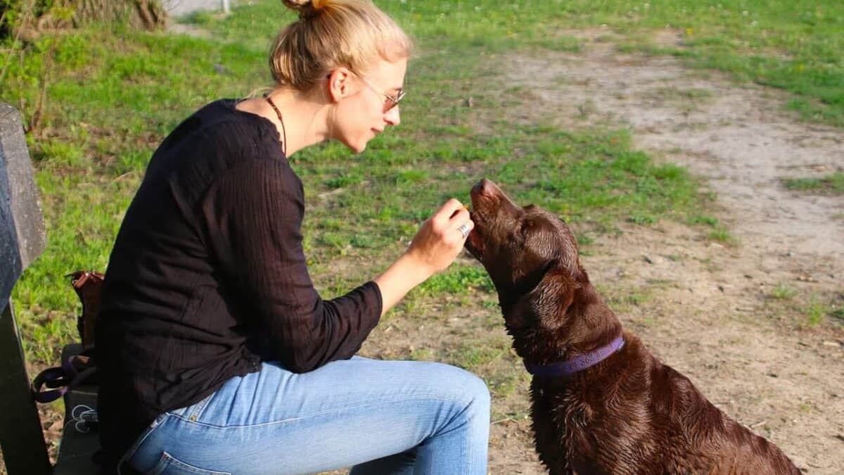 human, animal, dog, dog owner, nature, reward, pet, feeding