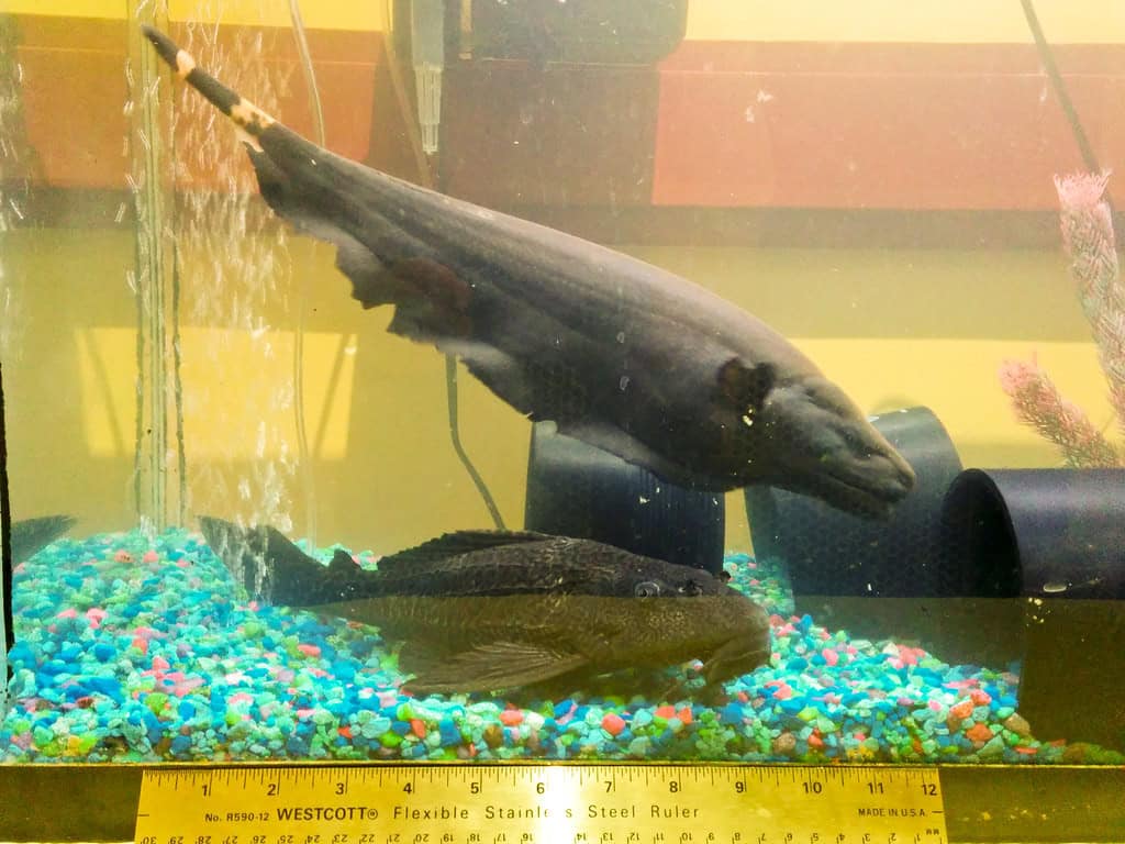 ghost knifefish