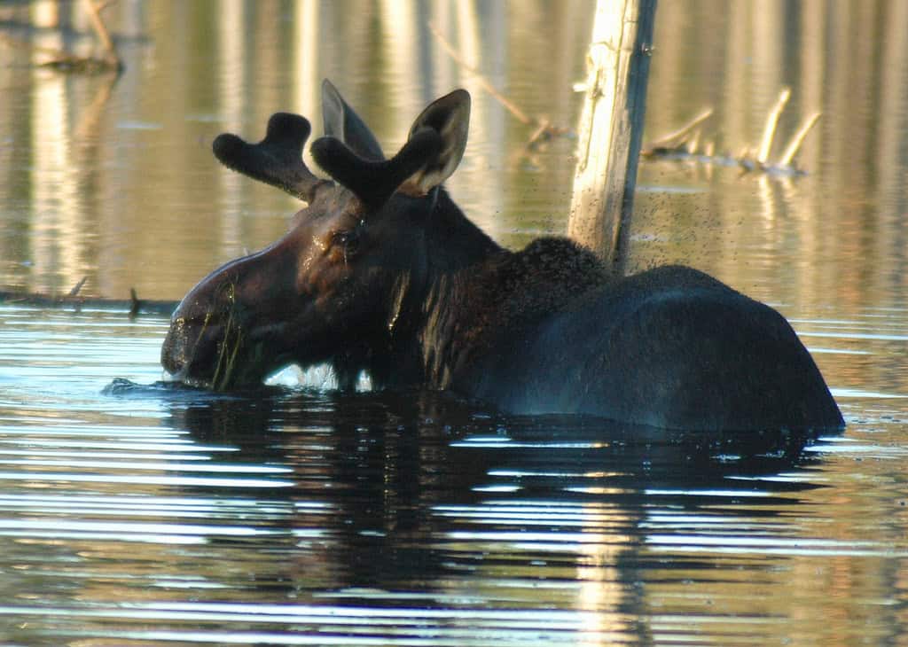 Moose