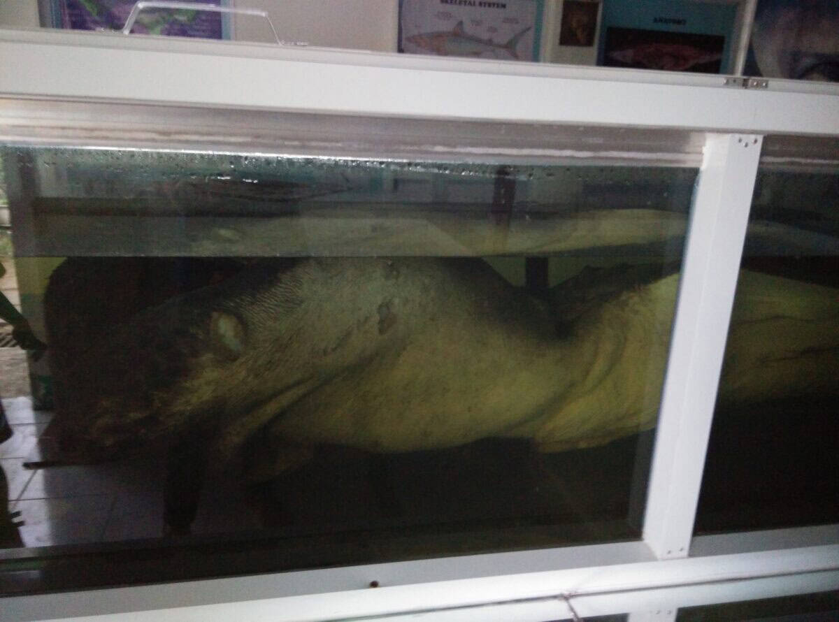 Megamouth shark.