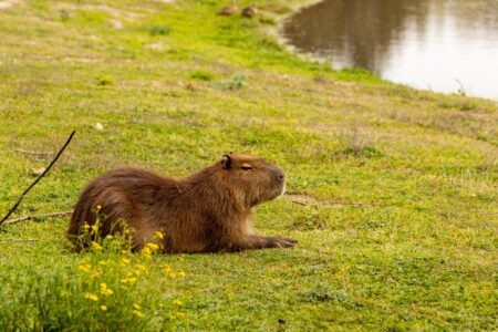 What Makes Capybaras So Calm&mdash;Even Around Predators