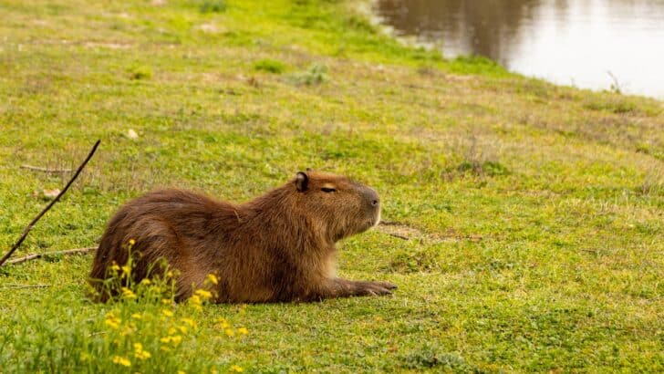 What Makes Capybaras So Calm—Even Around Predators