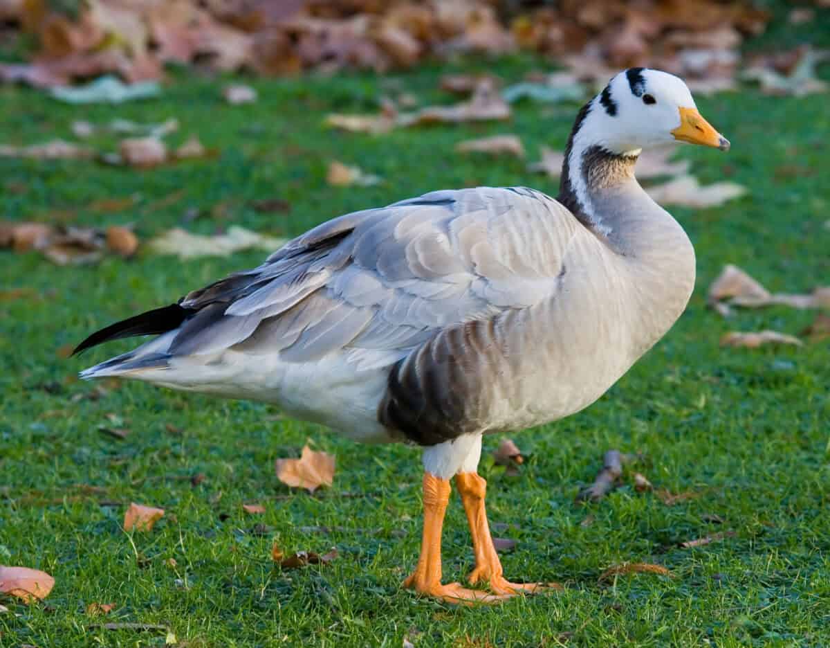 bar-headed goose