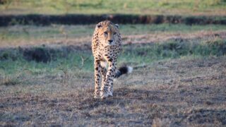 cheetah, animal, nature, safari, africa, kenya, hunting