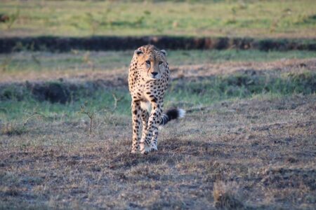 Why Cheetahs Rely on Sight More Than Smell to Hunt