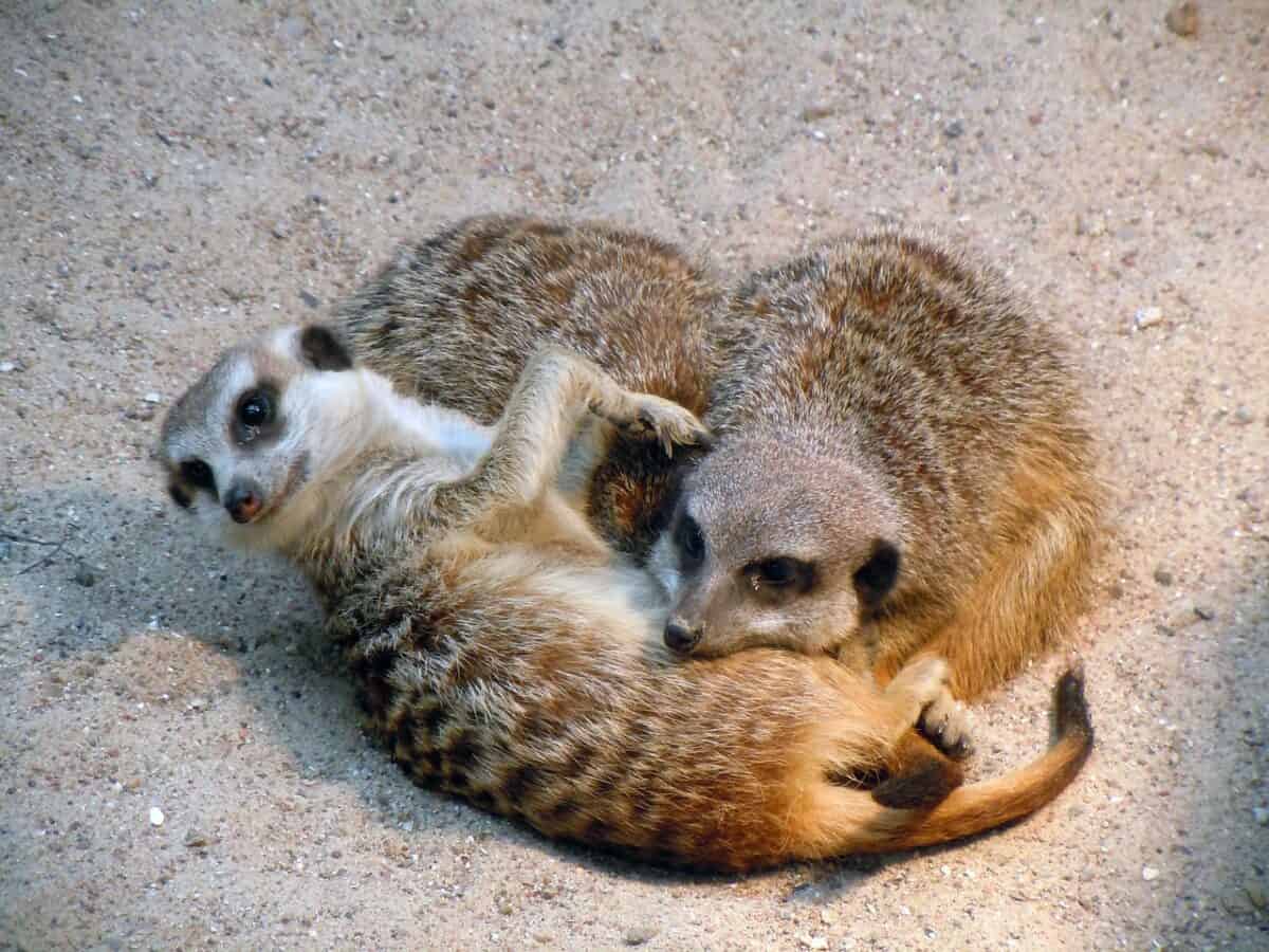 meerkat, cuddled up, asleep, meerkat, meerkat, meerkat, meerkat, meerkat