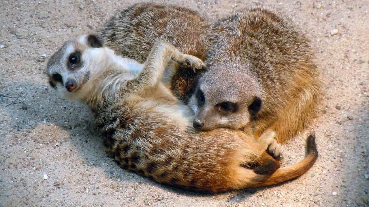 meerkat, cuddled up, asleep, meerkat, meerkat, meerkat, meerkat, meerkat