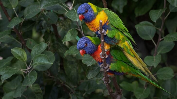 Where to Find Wild Parrots and Macaws in Full Color