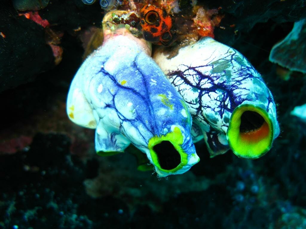 sea squirt