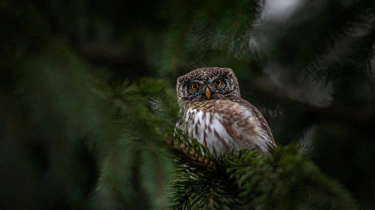 eurasian pygmy owl, owl, bird, beak, feathers, glaucidium passerinum, wildlife, outdoors, tree, forest, animal wing, bird of prey, bird watching, animals hunting, branch, perching, carnivore, nature, animal, dark, owl, owl, owl, owl, owl, forest, animal, dark