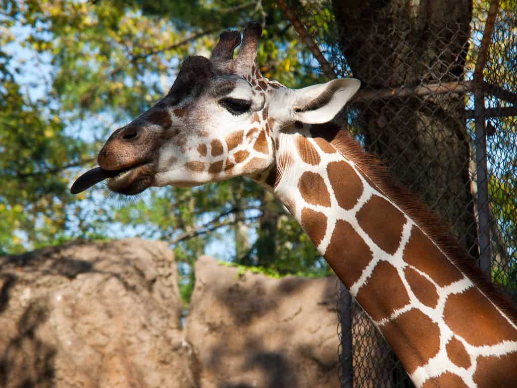 Giraffe tongue