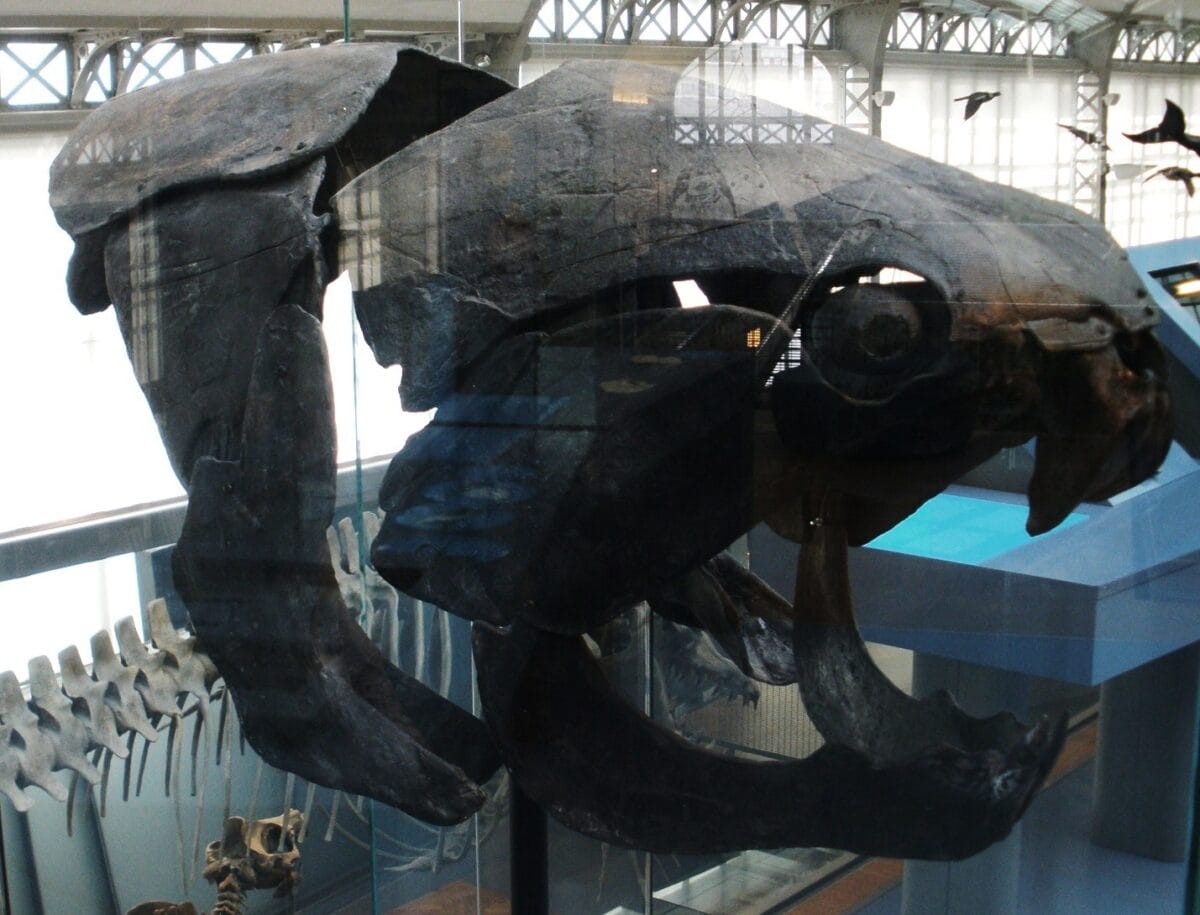 Dunkleosteus
