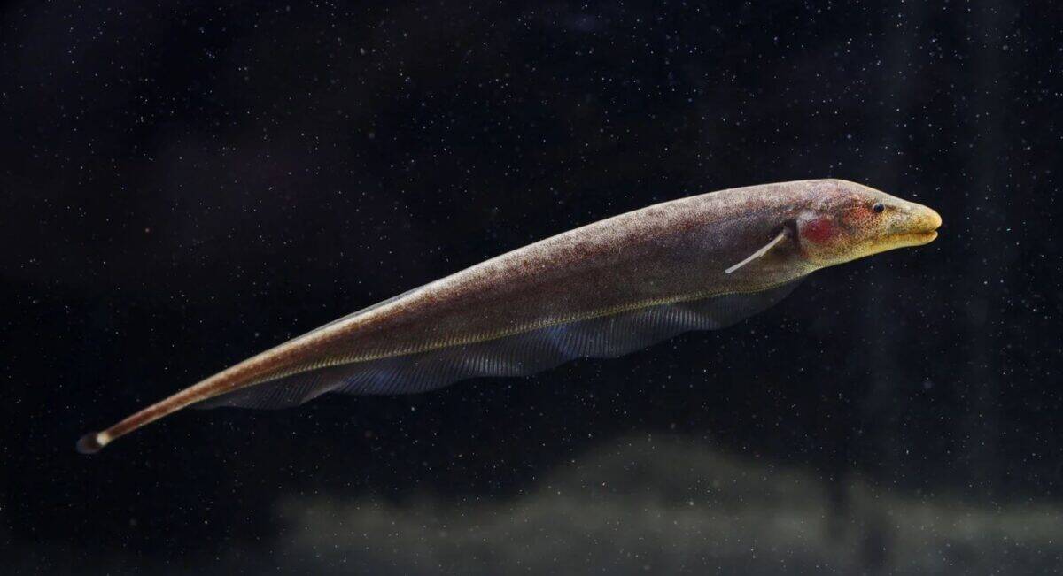 ghost knifefish