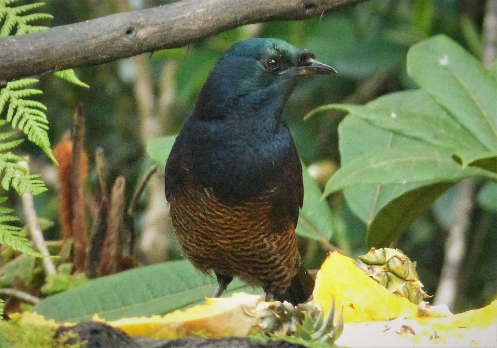 Ribbon-tailed Astrapia