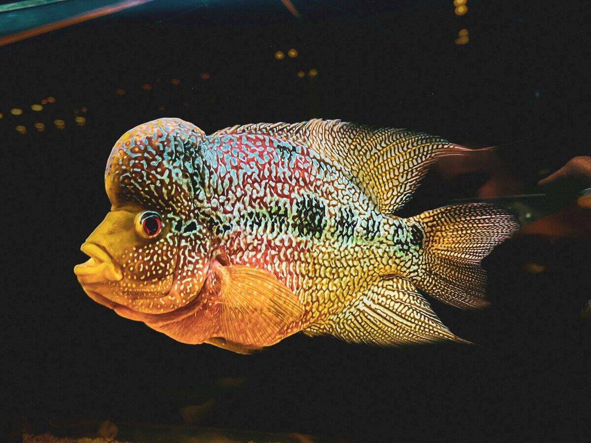 a fish that is sitting in the water