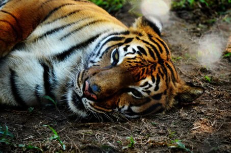 The Threats Tigers Face Today&mdash;From Poaching to Habitat Loss