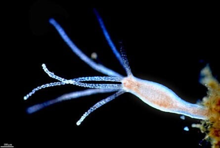 Why Some Animals Don’t Age — At All
